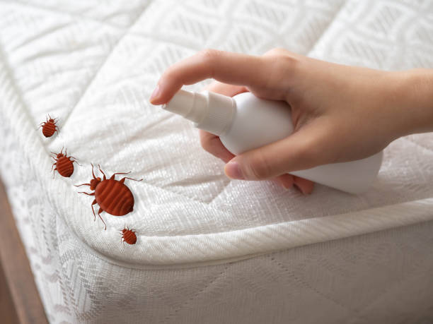 Best Termite Control Services  in Mcswain, CA