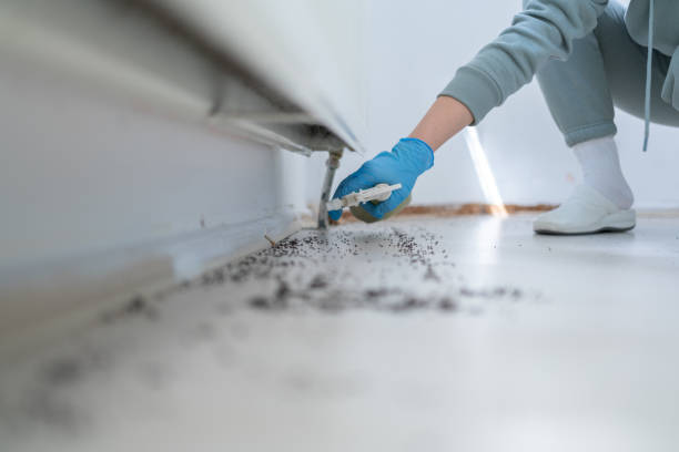 Best Termite Control Services  in Mcswain, CA